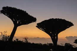 Socotra_2025 (33/76)